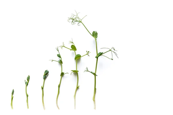 エンドウ豆の芽はさまざまな成長段階で列に並んでいて 白で隔離されています — ストック写真