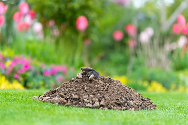 Mole Talpa Europaea Making Mole Hill Damaging Beautiful Lawn Flower — Stock Photo, Image