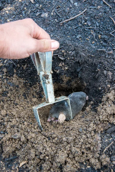 Farmer Holding Caught Mole Field Trap — Stock Photo, Image