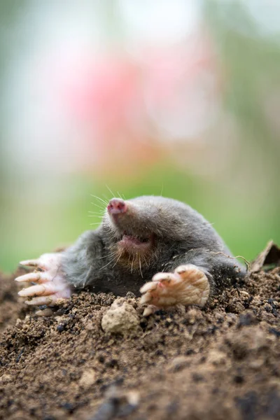 stock image Mole, Talpa europaea, crawling out of brown molehill, green grass in background. Animal from garden.