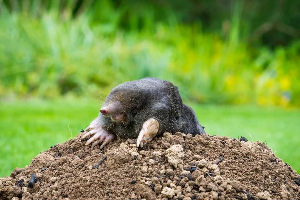 Mole Animal Talpa Europaea Causing Damage Pest Garden Its Mole — Stock Photo, Image