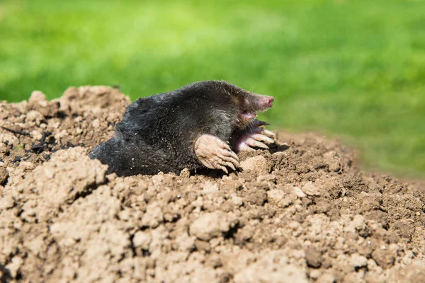 European Mole Destroying Lawn Garden — Stock Photo, Image