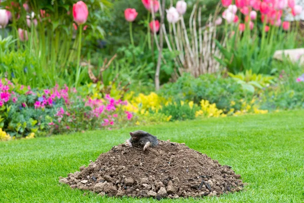 Topo Talpa Europaea Haciendo Mole Hill Dañando Hermoso Césped Jardín —  Fotos de Stock