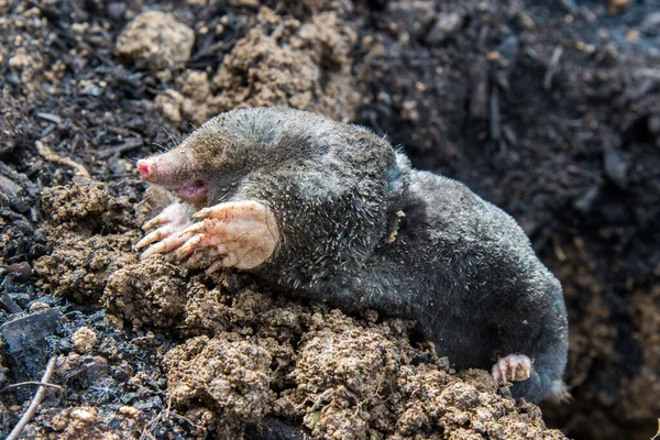 European Mole Emerging Its Tunnel Mole Hill — Stock Photo, Image
