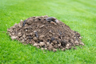 European mole crawling out of molehill above ground, showing strong front feet used for digging underground tunnels clipart