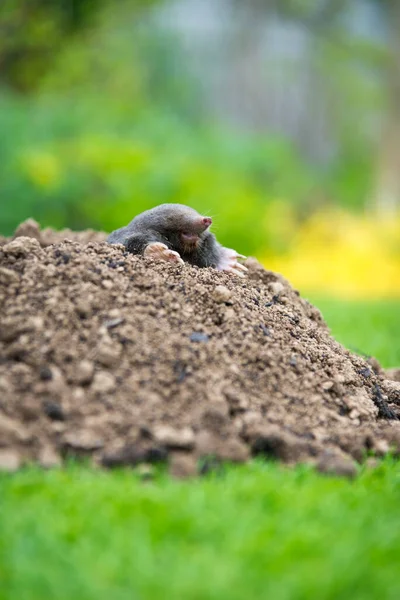 Topo Europeo Arrastrándose Fuera Molehill Sobre Suelo Mostrando Fuertes Pies — Foto de Stock