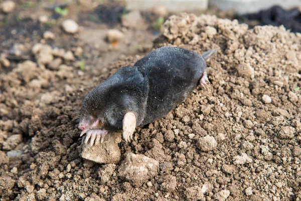European Mole Caught Trap While Crawling Out Tunnel — Stock Photo, Image