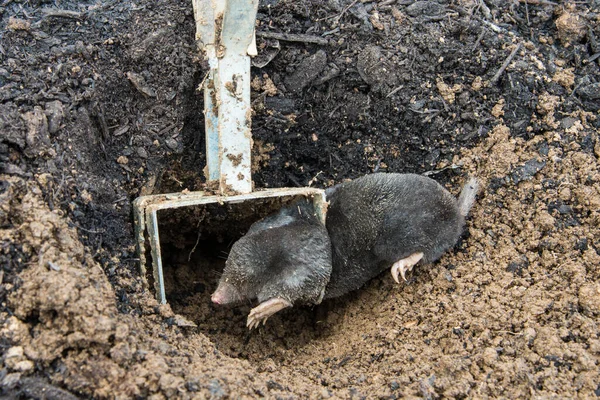 Mole Trapped Front Tunnel Iron Trap — Stock Photo, Image
