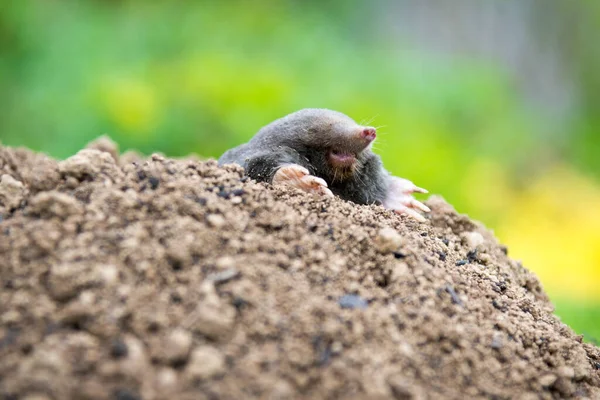 European Mole Crawling Out Molehill Ground Showing Strong Front Feet — Stock Photo, Image