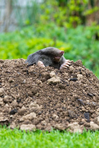 European Mole Crawling Out Molehill Ground Showing Strong Front Feet — Stock Photo, Image