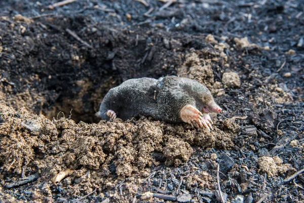 stock image European mole emerging from its tunnel in the mole hill