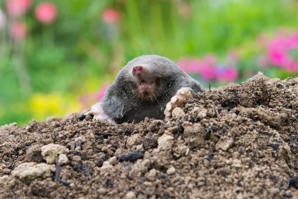 Stock image European mole crawling out of molehill above ground, showing strong front feet used for digging underground tunnels