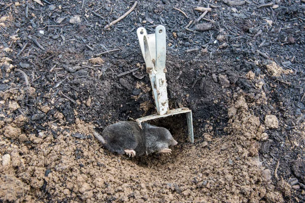 Mole trapped in front of the tunnel inside iron trap