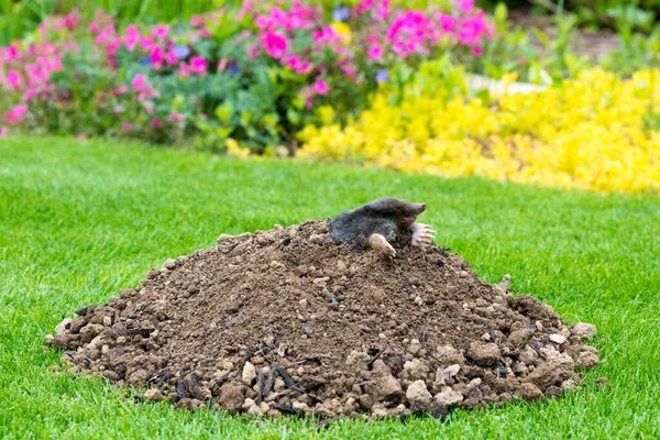 Mole Talpa Europaea Making Mole Hill Damaging Beautiful Lawn Flower — Stock Photo, Image