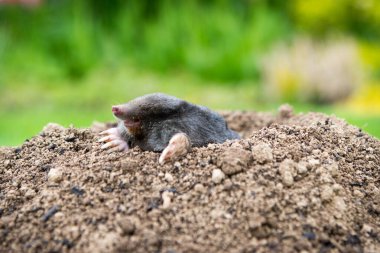 European mole (Talpa europaea) destroying lawn with its mole hills and underground tunnels clipart