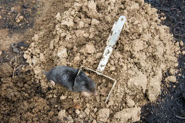 Caught European Mole Trap Placed Mole Hill — Stock Photo, Image