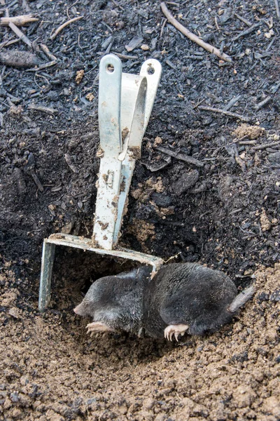 Mole Trapped Front Tunnel Iron Trap — Stock Photo, Image