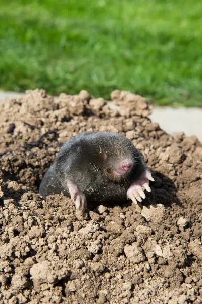 European Mole Destroying Lawn Garden — Stock Photo, Image