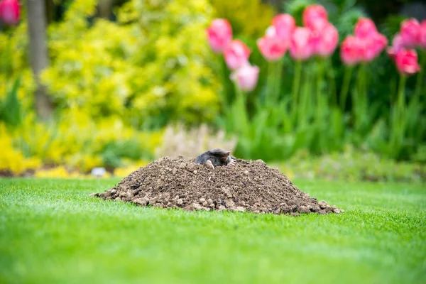 European Mole Talpa Europaea Destroying Lawn Its Mole Hills Underground — Stock Photo, Image