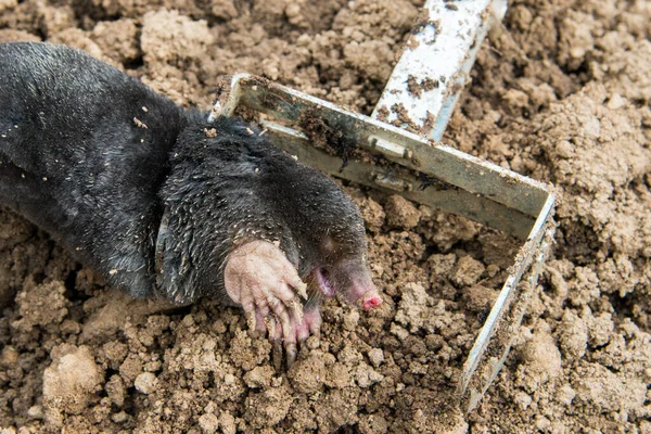 Caught European Mole Trap Placed Mole Hill — Stock Photo, Image