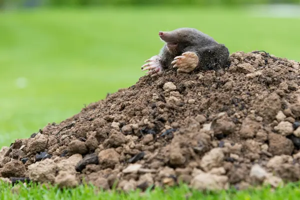 Mole Talpa Europaea Crawling Out Brown Molehill Green Grass Background — Stock Photo, Image