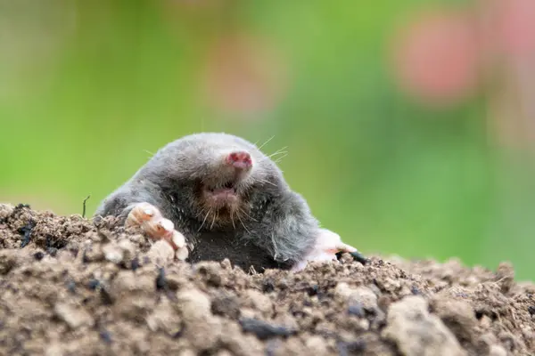 European Mole Crawling Out Molehill Ground Showing Strong Front Feet Royalty Free Stock Photos