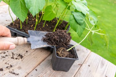 Detail of hand of gardener holding seedling and putting it into bigger container. clipart