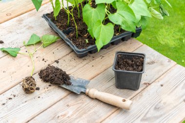 Transplanting dwarf french bean seedling from tray into plastic container, spade filled with potting soil, sitting on wooden work bench clipart