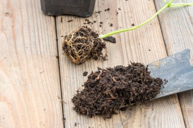 Transplanting vegetable seedling into plastic container,   spade filled with potting soil, sitting on wooden work bench clipart