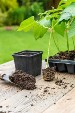 Transplanting dwarf french bean seedling from tray into plastic container, spade filled with potting soil, sitting on wooden work table clipart