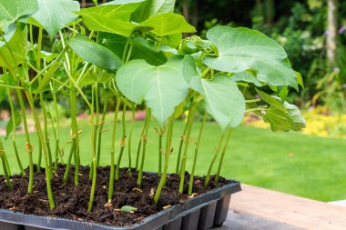 Detail of dwarf french bean seedlings in plug tray clipart