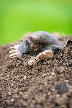 Mole, Talpa europaea, crawling out of brown molehill, green grass in background. Animal from garden. clipart