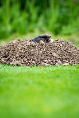 European mole (Talpa europaea) destroying lawn with its mole hills and underground tunnels clipart