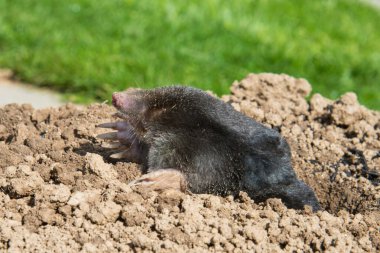 European mole (Talpa europaea) is a mammal of the order Eulipotyphla. It is also known as the common mole and the northern mole. clipart