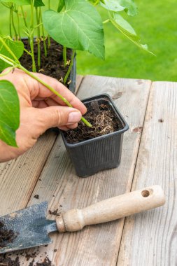 Detail of hand of gardener holding seedling and putting it into bigger container. clipart