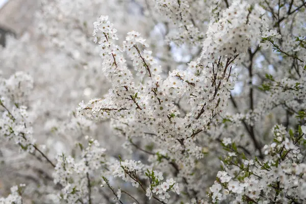 벚꽃 나무 스톡 사진