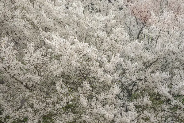 Baum Voller Blüte Stockfoto
