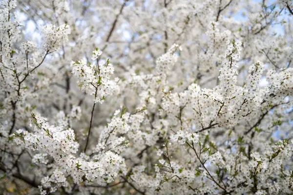 벚꽃 나무 로열티 프리 스톡 이미지