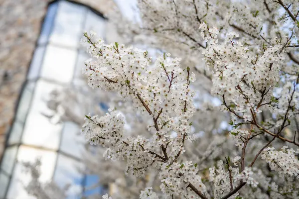 벚꽃 나무 스톡 사진
