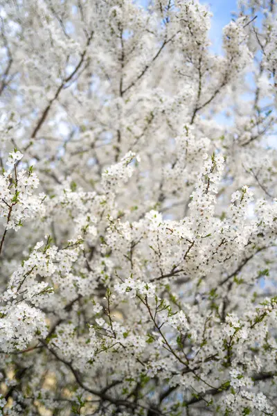 Tam Çiçeği Ağacında Telifsiz Stok Fotoğraflar