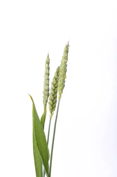 Wheat Ears Bloom White Background — Stock Photo, Image