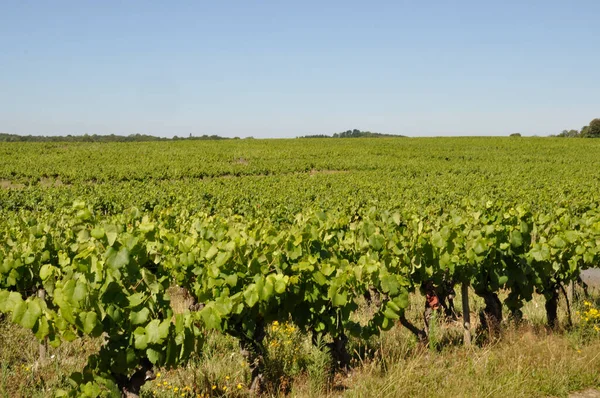 Nantes Vineyard Saint Fiacre — Stockfoto