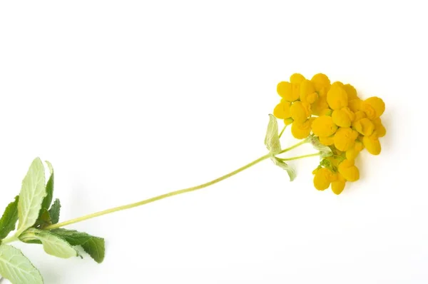Цветки Кальцеоларии Белом Фоне — стоковое фото