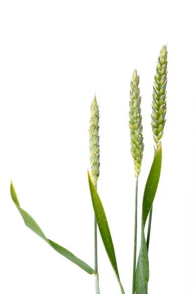 Wheat Ears Bloom White Background — Stockfoto
