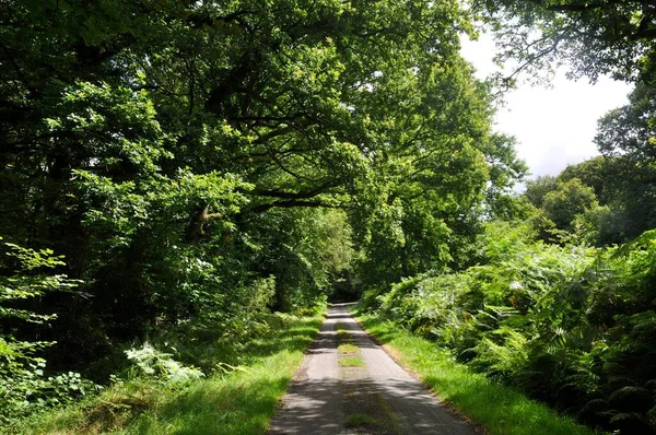 Road Forest Brittany — Stock Photo, Image