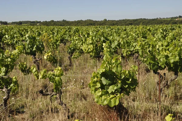Nantes Vineyard Saint Fiacre — Fotografia de Stock