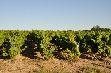 The Nantes vineyard at Maisdon sur Sevre