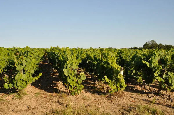 Nantes Vineyard Maisdon Sur Sevre — Stock Photo, Image