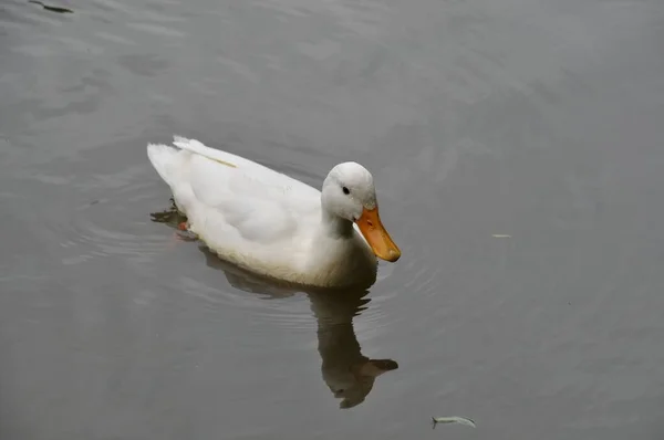 Porträtt Ung Vit Anka — Stockfoto