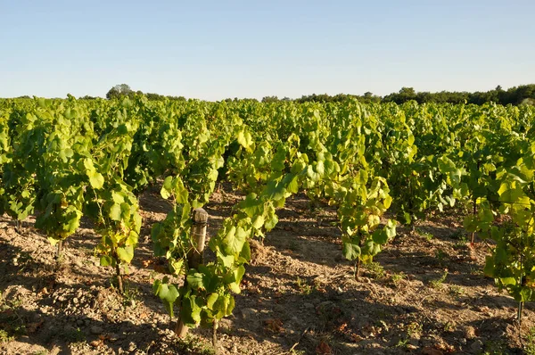 Nantes Vineyard Maisdon Sur Sevre — Stockfoto
